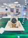 Rolex Sky-Dweller 326933  Black Dial Oyster Bracelet Stainless and Yellow Gold Box and Papers PreOwned - Diamonds East Intl.